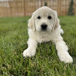 Golden Retriever Puppies from Bramble Berry Goldens