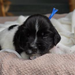 Blue - Black and white male English Springer Spaniel puppy in Loris, South Carolina from Palmetto Springer Spaniels