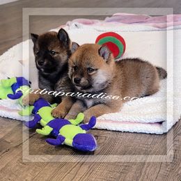 Shiba Inu Puppies from Shiba Paradise