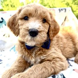 Dark Blue Collar Boy - Red male Double Doodle puppy in Clarks Hill, South Carolina from Rosie’s Double Doodles