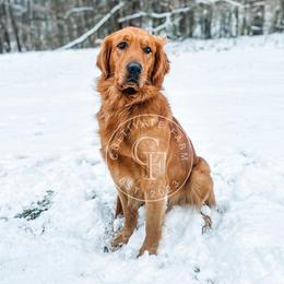 Goose - Golden Retriever