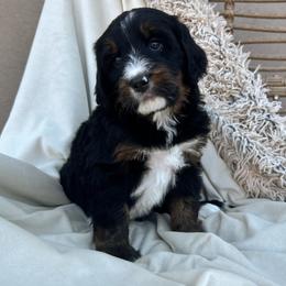 Mr Crowley - Tri-color male Bernedoodle puppy in New River, Arizona from Sonoran Standard Doodles