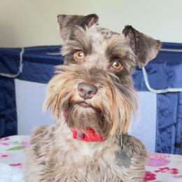 Brecon - Miniature Schnauzer