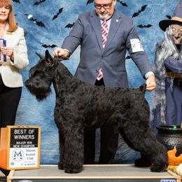 Tripp - Giant Schnauzer