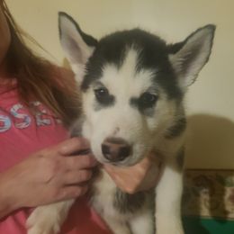 Pomeranian and Siberian Husky Puppies from Duran's huskies and pomeranians