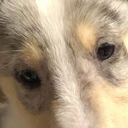 Collie Puppies from Aredhel Collies