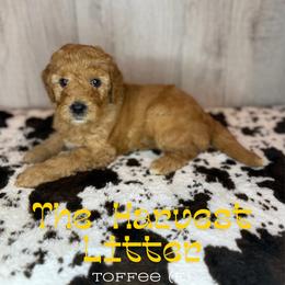 Toffee - Apricot female Goldendoodle puppy in Houston, Texas from Golden Life Doodles