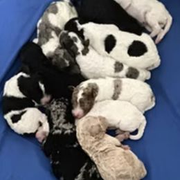 Sheepadoodle puppies from Guppy Puppies