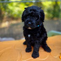 Spyder - male Cavapoochon puppy in Bullard, Texas from Cavapoochon Central LLC