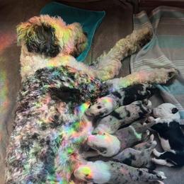 Old English Sheepdog and Sheepadoodle Puppies from The Great White Fluffalo