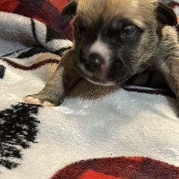 Boy 1 - Piebald male Boerboel puppy in Mansfield, Texas from Dynasty Blue Ridge Boerboel