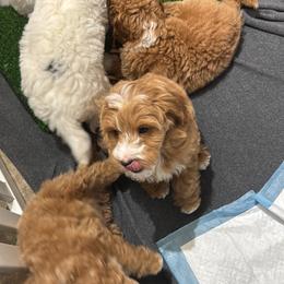 Bernedoodle, Cavapoo, Goldendoodle, Miniature Schnauzer, and Poodle Puppies from Alyssa Xxweetdoodles