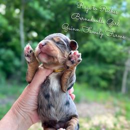 Rags to Riches - Merle female Bernedoodle puppy in Grove, Oklahoma from Guinn Family Farms