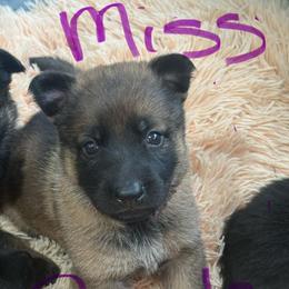 Miss purple - Sable female German Shepherd puppy in Berlin, Wisconsin from Gypsy Miracle Kennels
