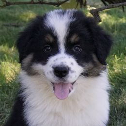 Goldendoodles and Miniature American Shepherds from Coffee Run Spring at Miller Farms