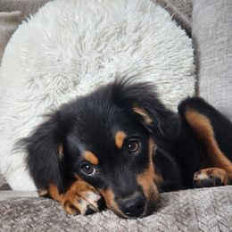 Fusilli - Black tri male Miniature Australian Shepherd puppy in Killen, Alabama from Wilkers Wholehearted Mini Aussies