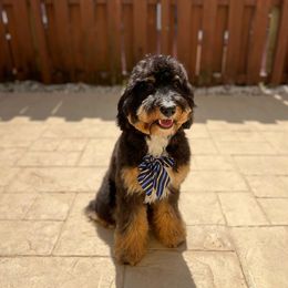 Jack - Bernedoodle