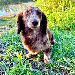 Adeline - Dachshund