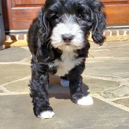 Australian Labradoodle Puppies from Lake Blue Australian Labradoodles