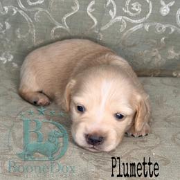 Plumette - Cream female Dachshund puppy in Lexington, Oklahoma from BooneDox Miniature Dachshunds