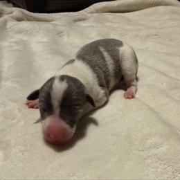 Fluttershy - White and blue female Italian Greyhound puppy in Texas from Italian Greyhounds of Frisco