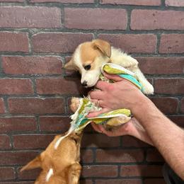 Tiara - Red female Pembroke Welsh Corgi puppy in Delton, Michigan from CorGizmo