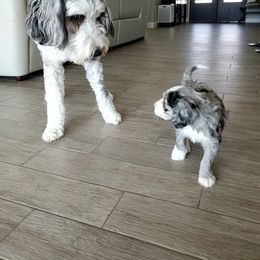 Aussiedoodle Puppies from Southwest Florida Doodles