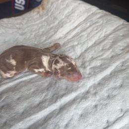 Dapple female - Dapple female Dachshund puppy in Woodward, Oklahoma from Wiener Dreams Dachshunds