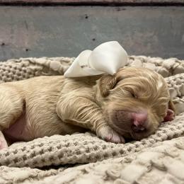 Lily - Cream female Goldendoodle puppy in The Woodlands, Texas from Gracie's Goldendoodles and Bernedoodles