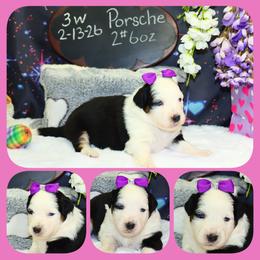 Porsche - Black tri female Toy Australian Shepherd puppy in Levelland, Texas from Once Upon a Time Aussies
