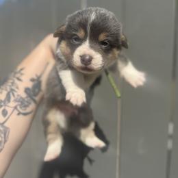Harbor (green) - Blue male Pembroke Welsh Corgi puppy in East Oakdale, California from Rhettro Kennels