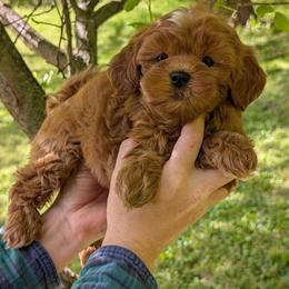 Lyric - Red and white female Shihpoo puppy in Coshocton, Ohio from Forever Family Puppies