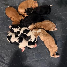 Blue Puppy - male Golden Mountain Doodle puppy in Fulshear, Texas from Summer Conner