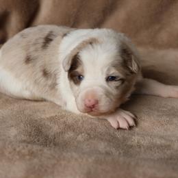 Joy - AKC Reg Red Merle - Red merle female Border Collie puppy in Courtland, Alabama from C Bar C Ranch Border Collies