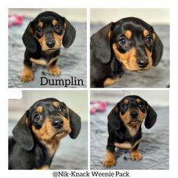 Dumplin - Black and tan female Dachshund puppy in Florida from Niki Humphries' Dachshunds