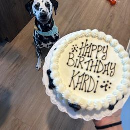Basset Hound and Dalmatian Puppies from Lazy B Bassets and Dalmatians