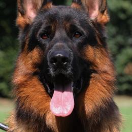 Rambo - German Shepherd