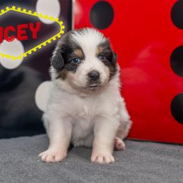 Dicey - Red Girl - Black & white female Australian Shepherd puppy in Victoria, Texas from Rocking Diamond/Point Break