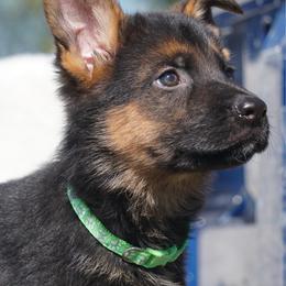 Nero - Black and red male German Shepherd puppy in Muldrow, Oklahoma from Reizarf Kennels