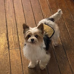 Teddy - Yorkshire Terrier