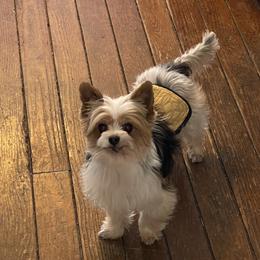 Teddy - Yorkshire Terrier