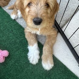 Goldendoodle Puppies from Lover Dover Doodles
