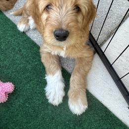 Goldendoodle Puppies from Lover Dover Doodles