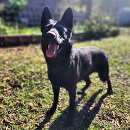 Torvi - German Shepherd