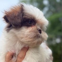 Archie - Brindle and white male Shih Tzu puppy in Chattanooga, Tennessee from Joy-Fur Puppies