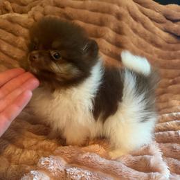 Ember - Chocolate parti female Pomeranian puppy in Waterloo, Indiana from Garcias Pomeranian