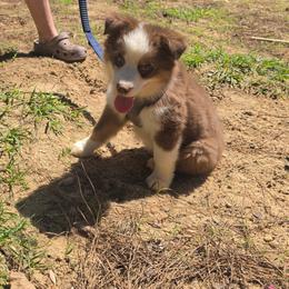 Purple collar - Red tri-color male Australian Shepherd puppy in Defuniak Springs, Florida from Blue Cypress Stock dogs