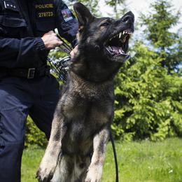 Belgian Malinois, Dutch Shepherds, and German Shepherds from Andy's Elite K9