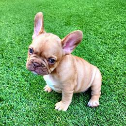 Molly - Fawn female French Bulldog puppy in Las Vegas, Nevada from Fabulousbulldogs LLC