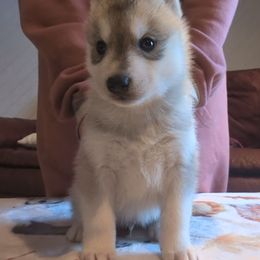 Admiral - Gray and white male Siberian Husky puppy in Wisconsin from Liberty Siberians